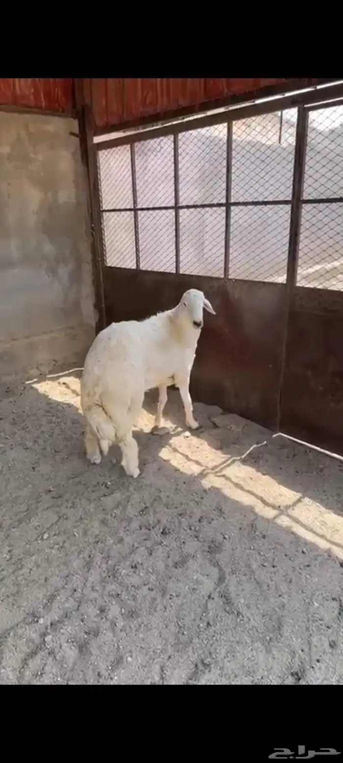 خروف حري كفو مبدا ولا ذبح 8