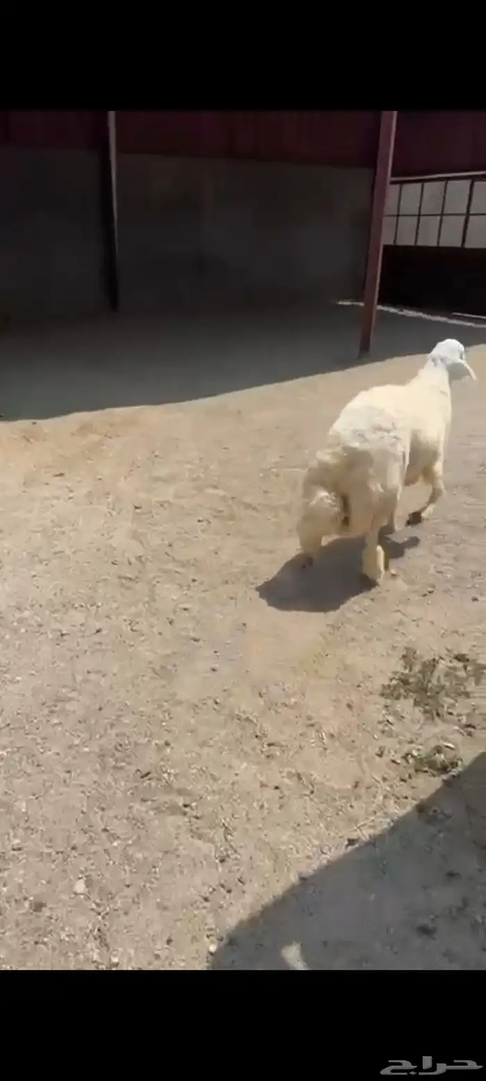 خروف حري كفو مبدا ولا ذبح 3