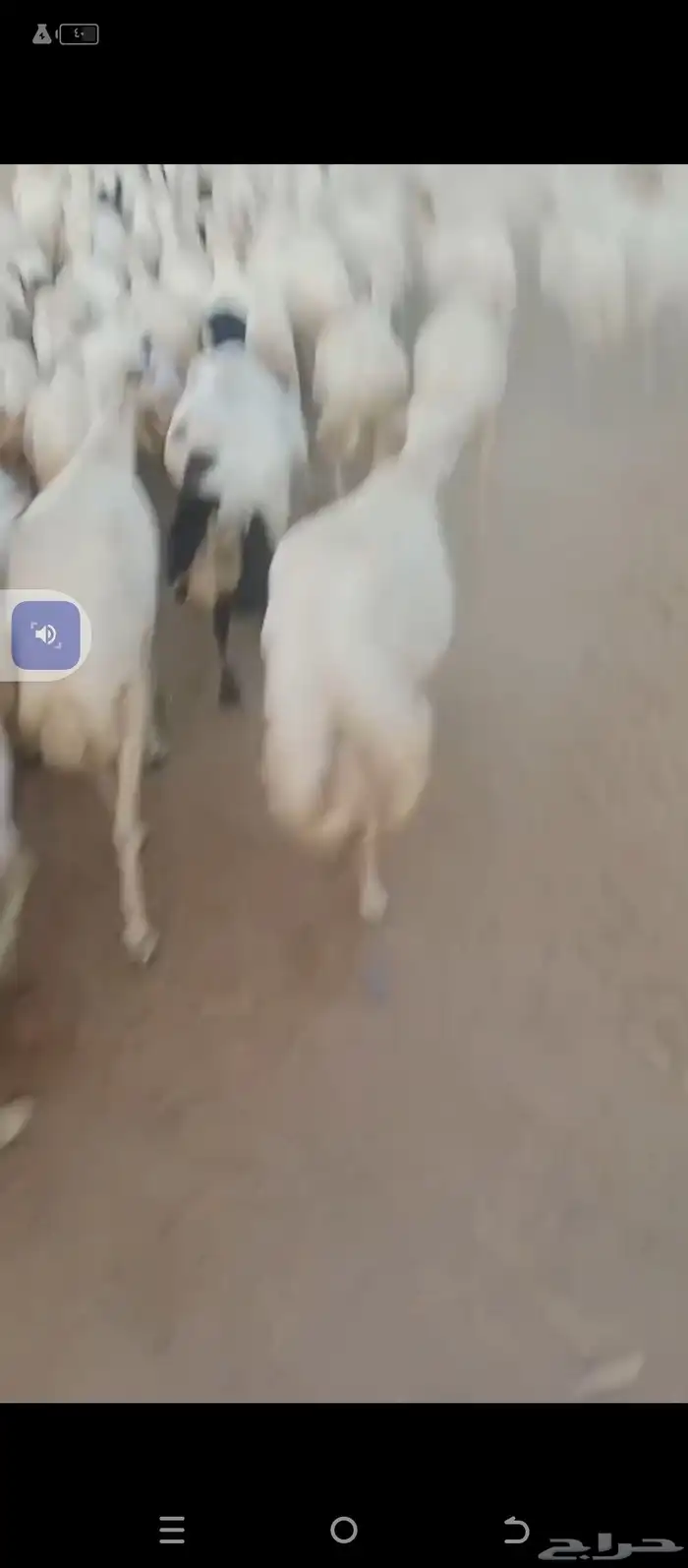 السلام عليكم يوجد ضان رفيديات العدد120دفيع مع الفحوله 2