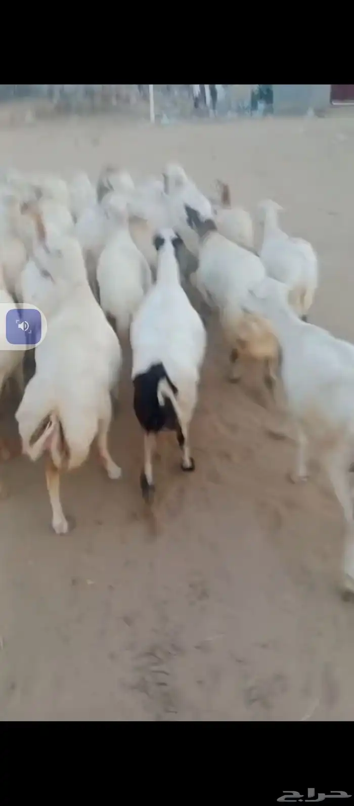 السلام عليكم يوجد ضان رفيديات العدد120دفيع مع الفحوله 3