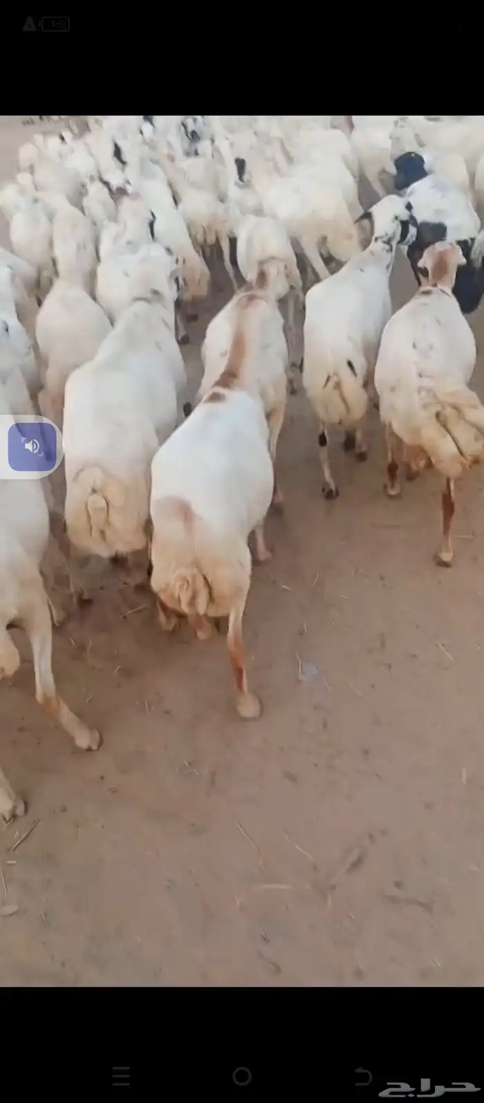 السلام عليكم يوجد ضان رفيديات العدد120دفيع مع الفحوله 0