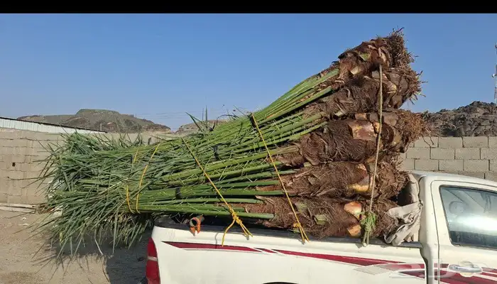 فسايل نخيل من الامهات وامجذر جميع الانوع متوفره 1