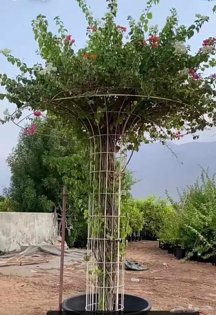 شجر زيتون شجر بونسباي 0