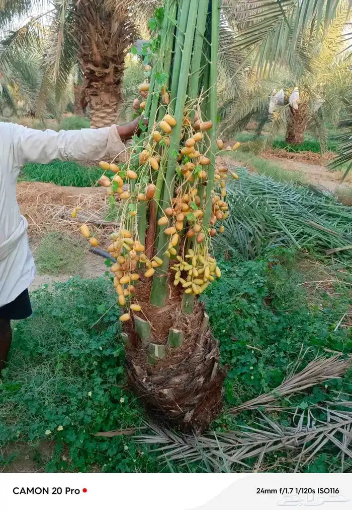 يوجد لدينا جميع انواع النخيل العربي والزينه 3