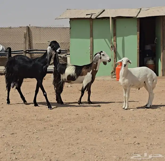 عنزين ويتبعها طليان 0