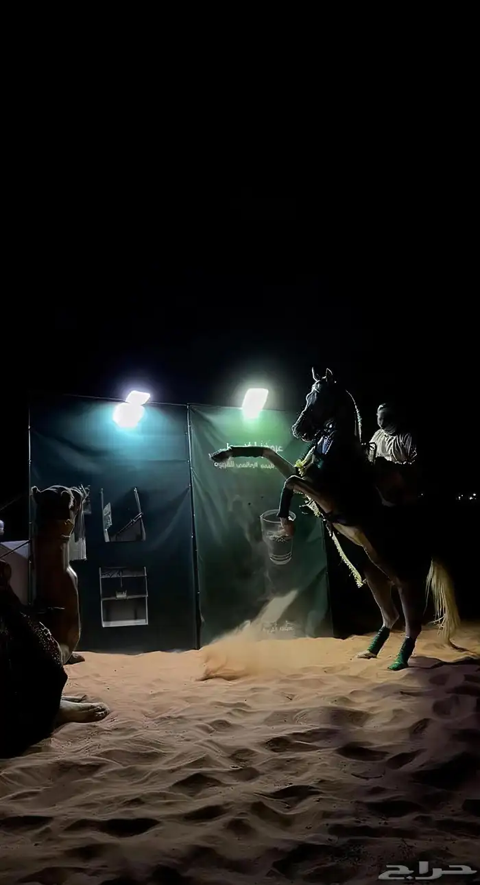 اجار خيل جمال وسيسي للتواصل 8