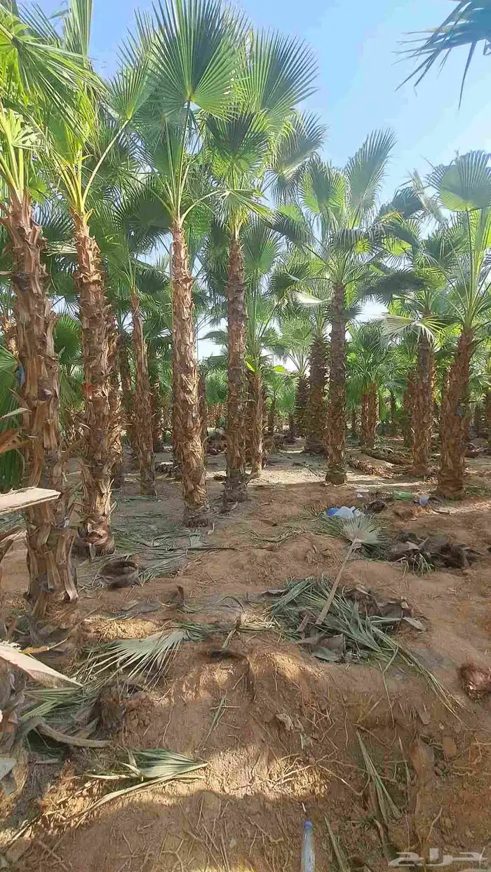 نخل زينه وشنطني ونخل عربي 2