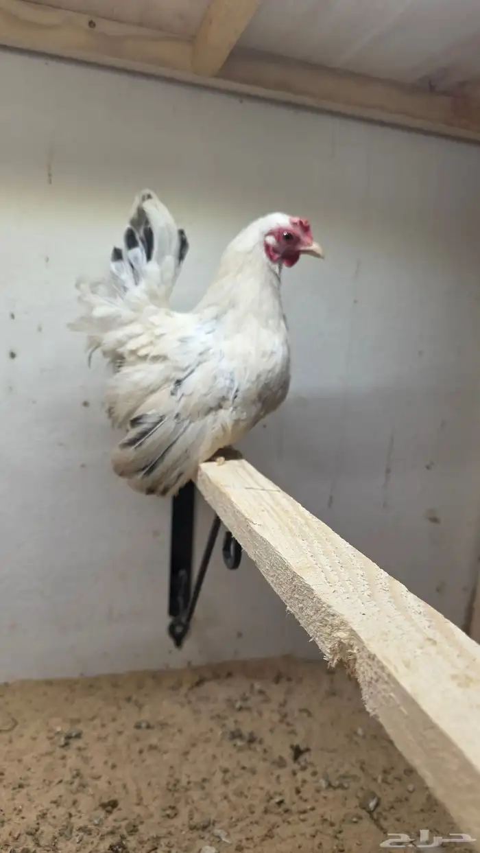 جابنيز 3