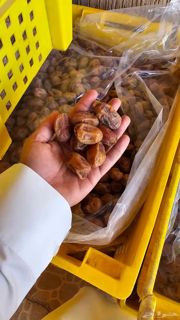تمر خلاص أشيقر 2