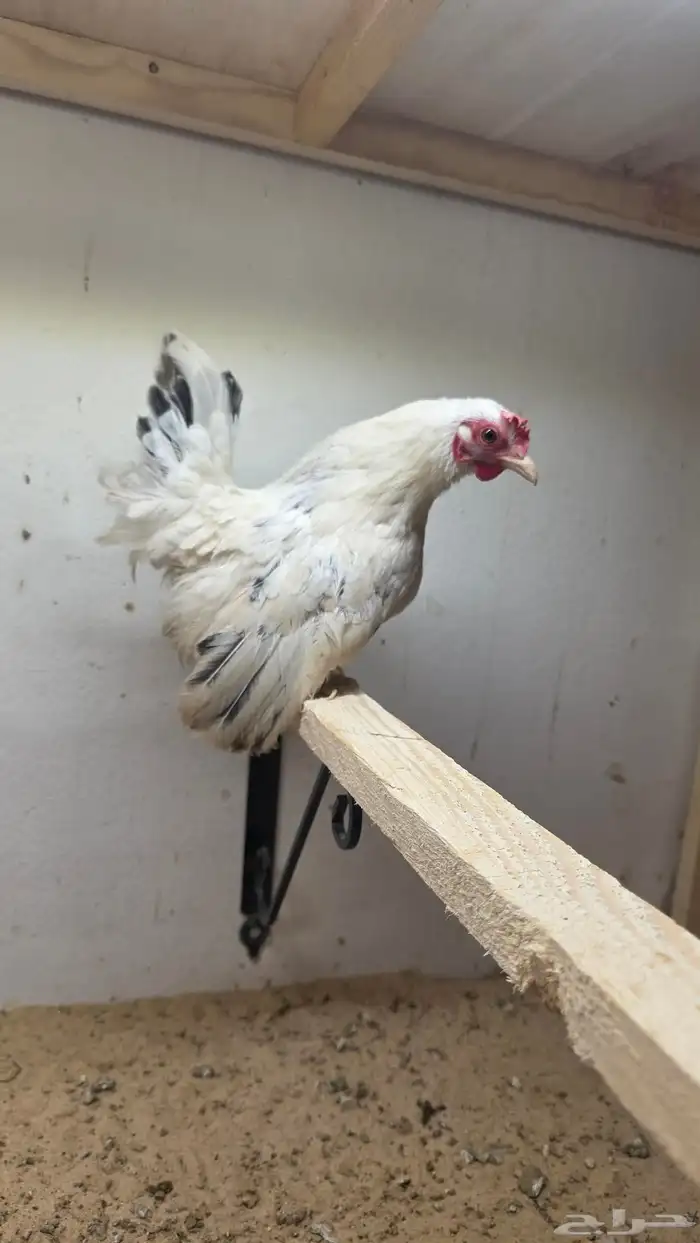 جابنيز 2