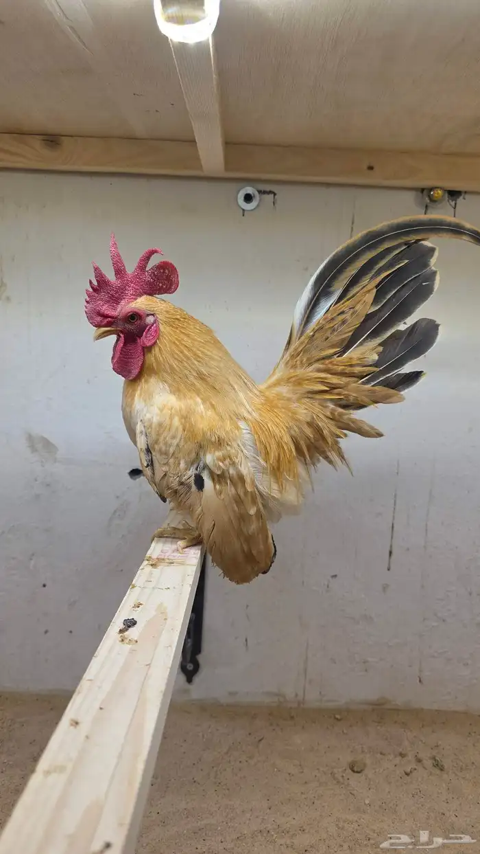 جابنيز 0