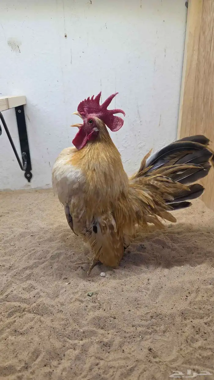 جابنيز 1