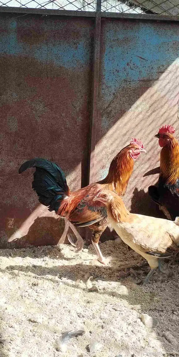 دجاج عربي 9