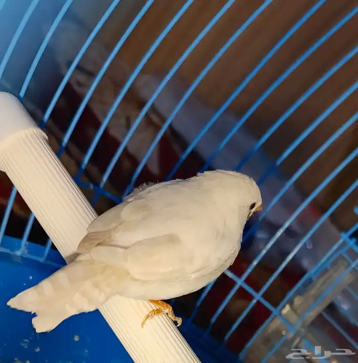 طائر زيبرا 1