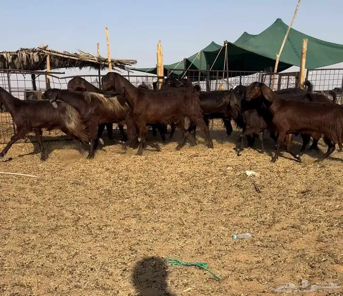 مراح معزا قبرصيات نوادر((( تم البيع))) 0