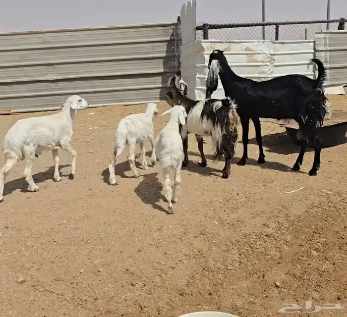 عنزين ويتبعها طليان 4