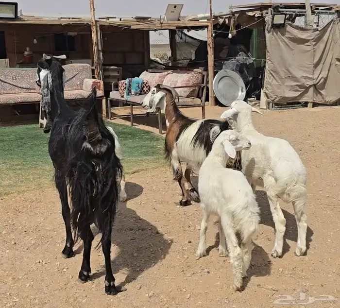 عنزين ويتبعها طليان 7