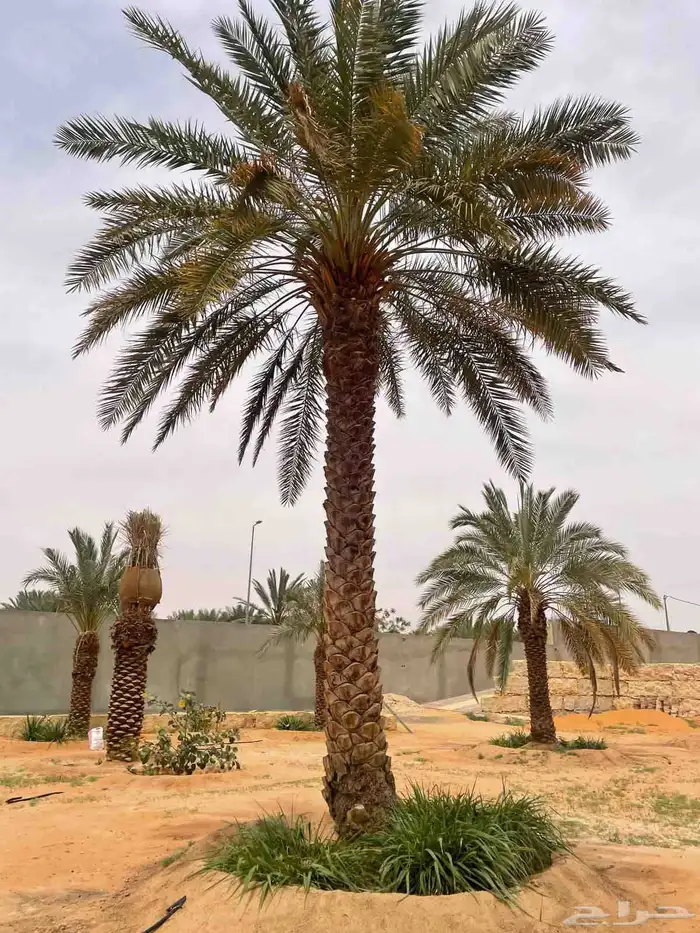 لدينا جميع انواع النخيل فسائل نقايل جثايث نخيل طيب 0