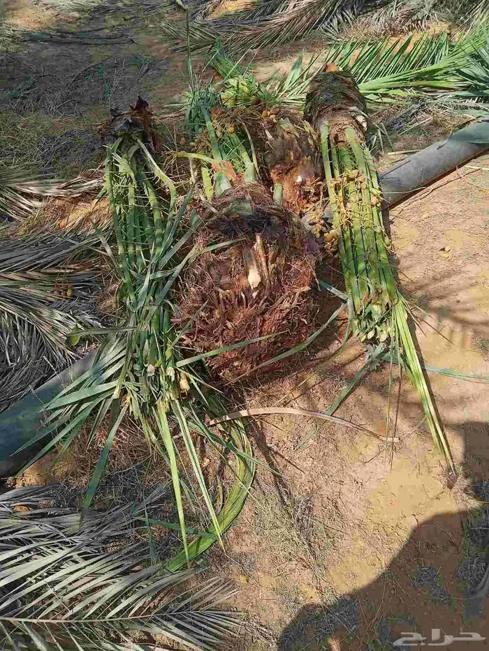 نخل للبيع القصيم وتركيب الشبوك 3