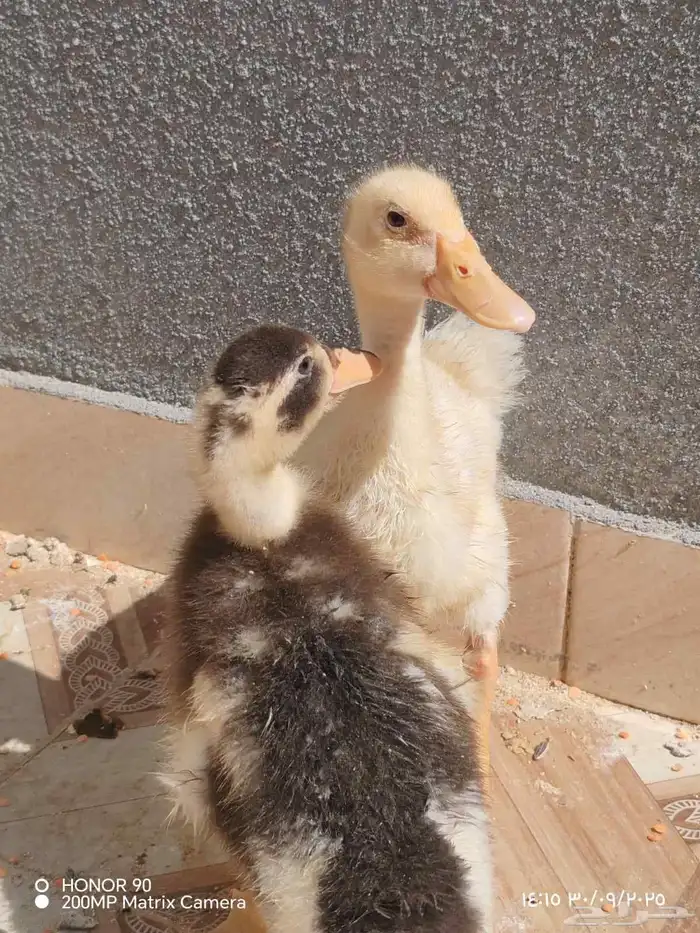 بط ودجاجه وببغا التواصل واتس فقط 2