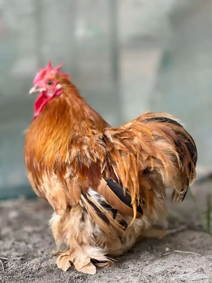 طقم كوشن اصفر 0