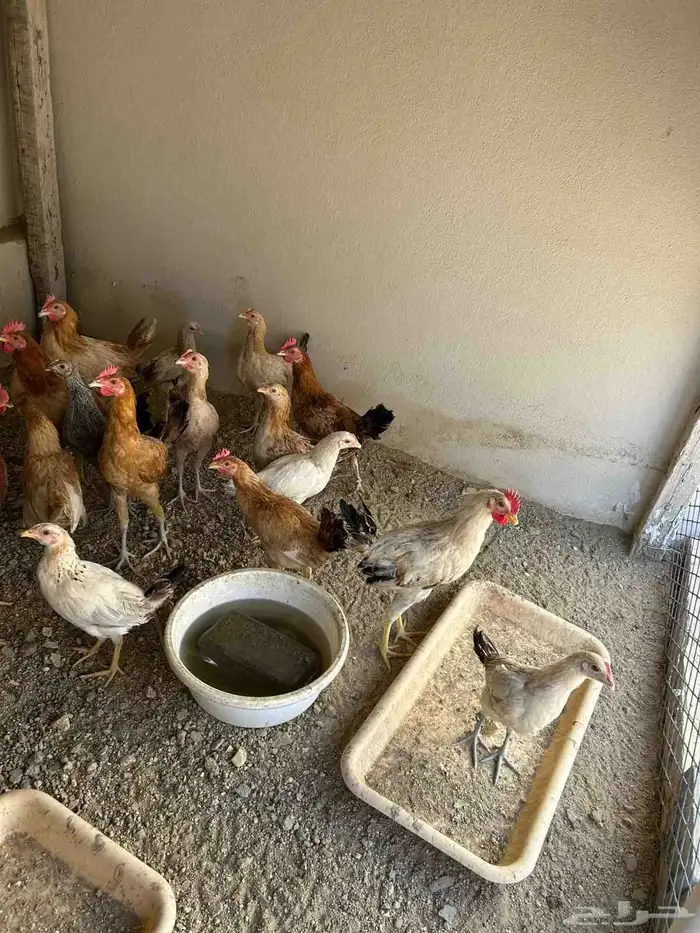 دجاج بلدي 2
