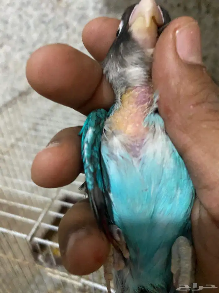 بغباء فيشر فايلوت 8