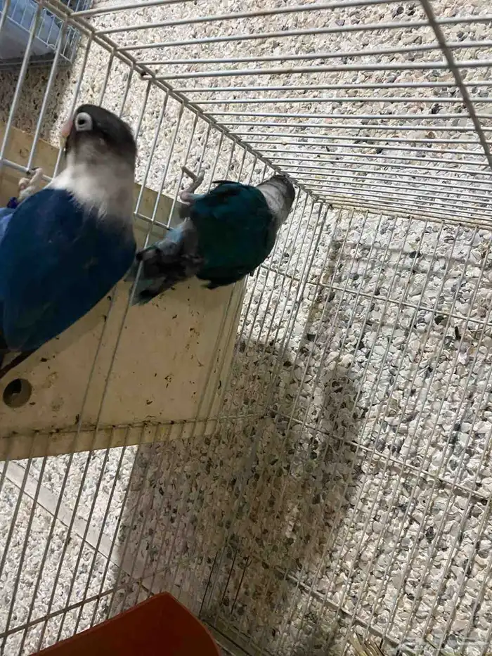 بغباء فيشر فايلوت 3