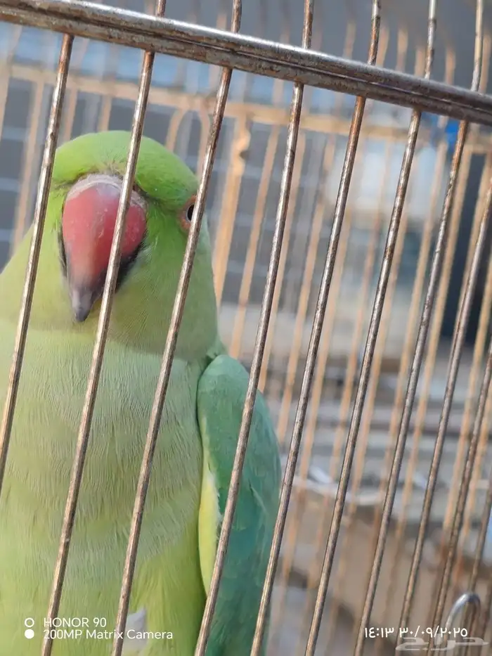 بط ودجاجه وببغا التواصل واتس فقط 0