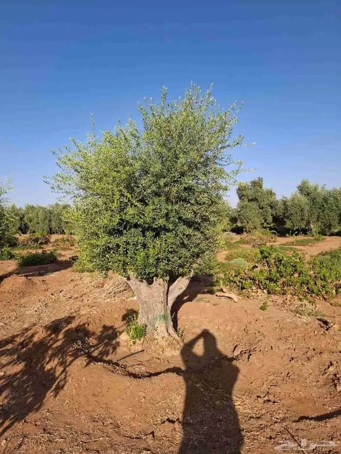 شجر زيتون اعمار كبيره 4