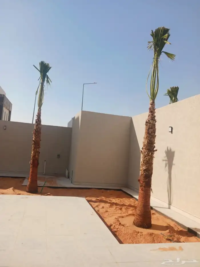 نخل واشنطونياء زينه أمريكي 1