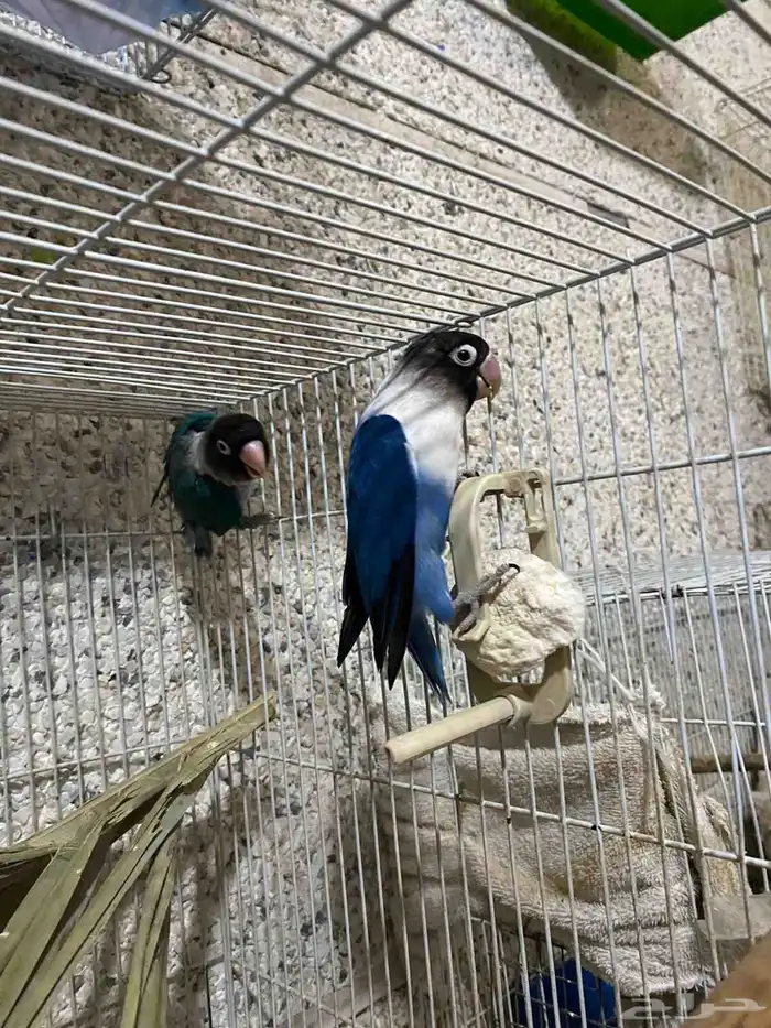 بغباء فيشر فايلوت 2