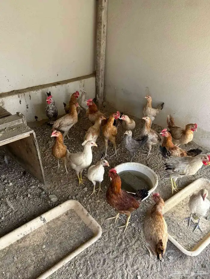 دجاج بلدي 3