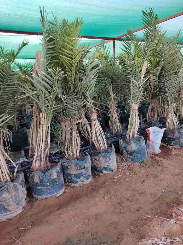 فسايل نخيل من الامهات وامجذر جميع الانوع متوفره 6