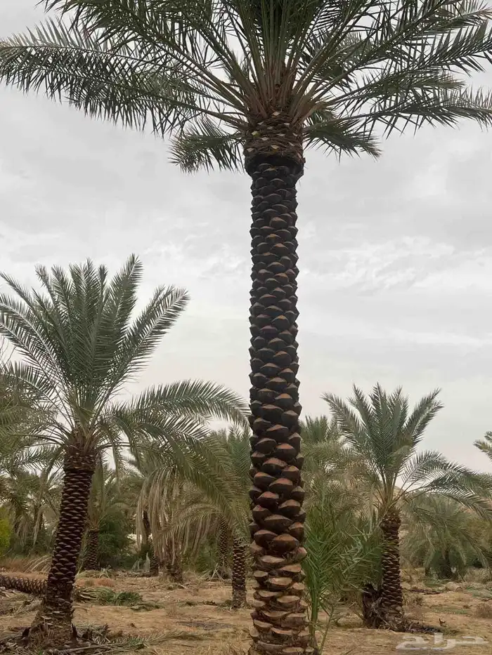 لدينا جميع انواع النخيل فسائل نقايل جثايث نخيل طيب 7