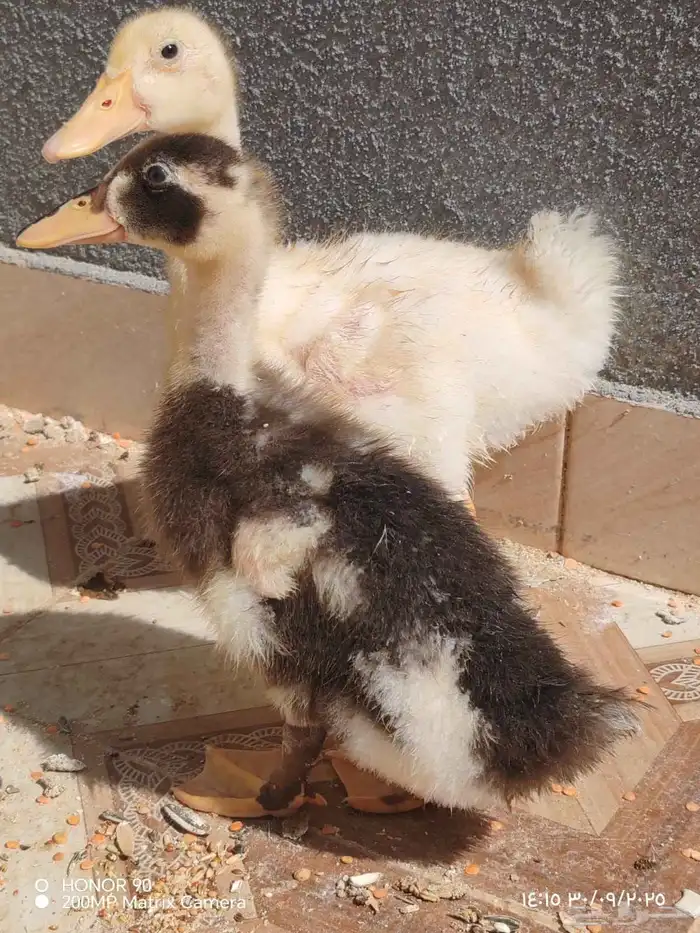 بط ودجاجه وببغا التواصل واتس فقط 3
