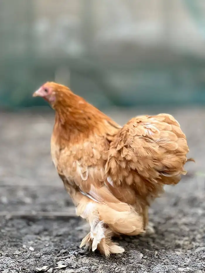 طقم كوشن اصفر 1