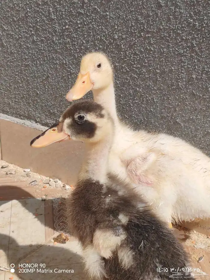 بط ودجاجه وببغا التواصل واتس فقط 1
