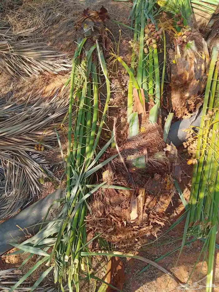 نخل للبيع القصيم وتركيب الشبوك 4