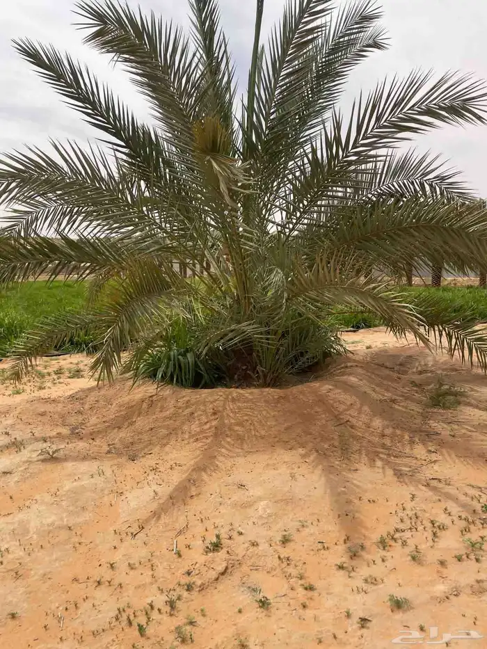 لدينا جميع انواع النخيل فسائل نقايل جثايث نخيل طيب 2