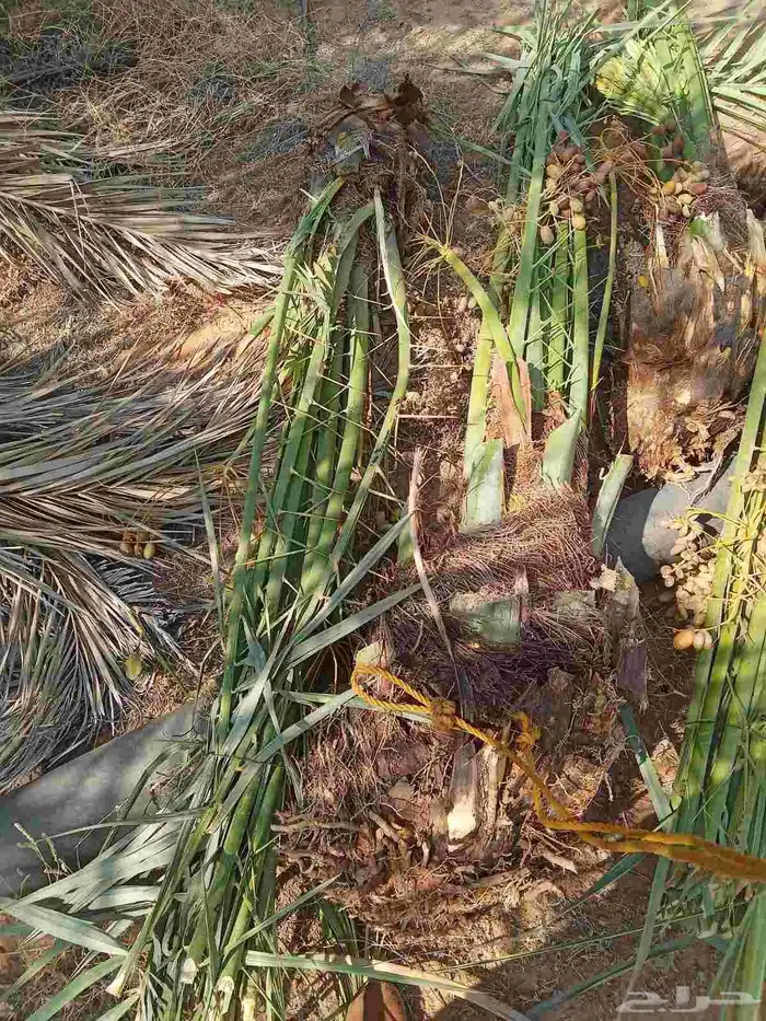 نخل للبيع القصيم وتركيب الشبوك 1