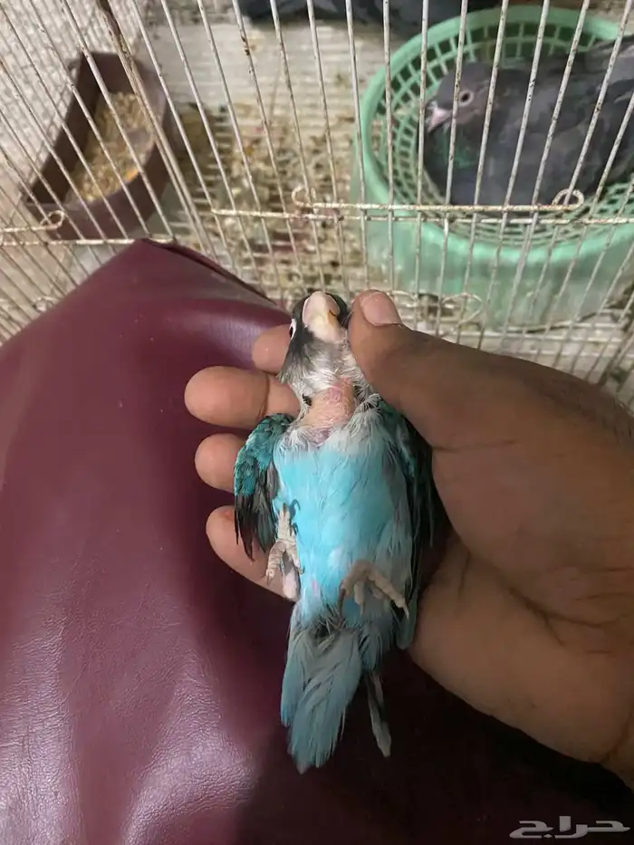 بغباء فيشر فايلوت 9