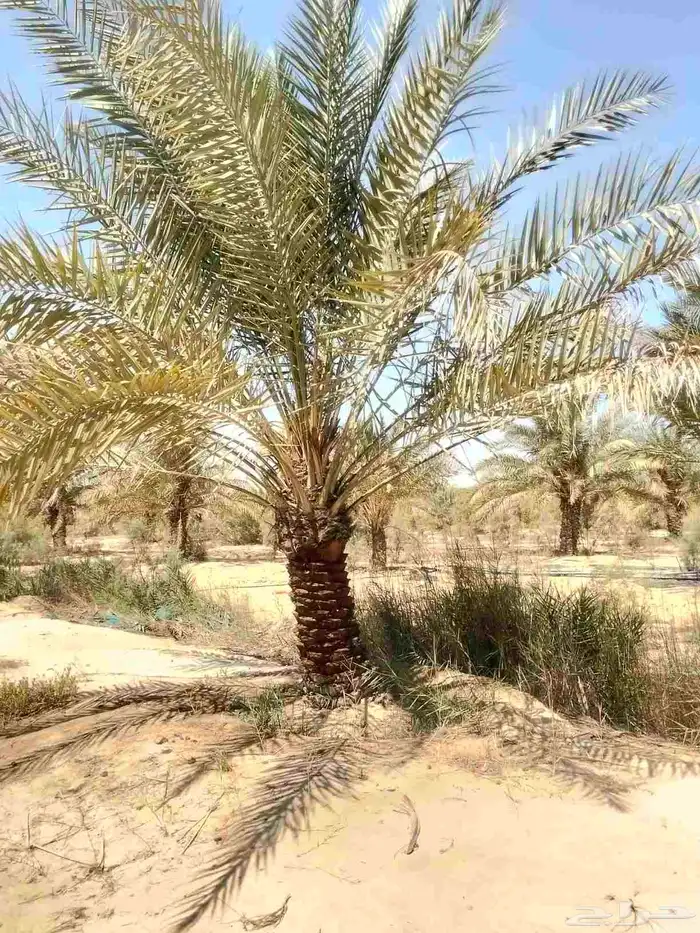 يوجد لدينا نخيل خلاص وانواع مشكله احجام ممتازه وإنتاج فاخر 2