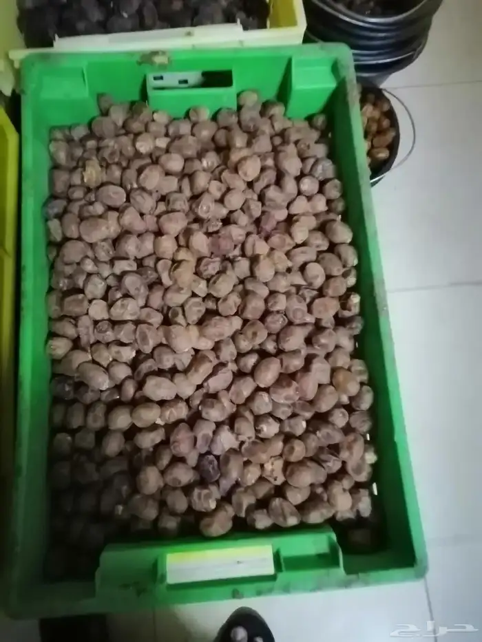 ضميد تمر فاخر سكري وونان وبرحي و خلاص وزن 3كيلو 0