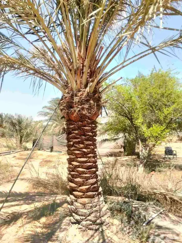 يوجد لدينا نخيل خلاص وانواع مشكله احجام ممتازه وإنتاج فاخر 6