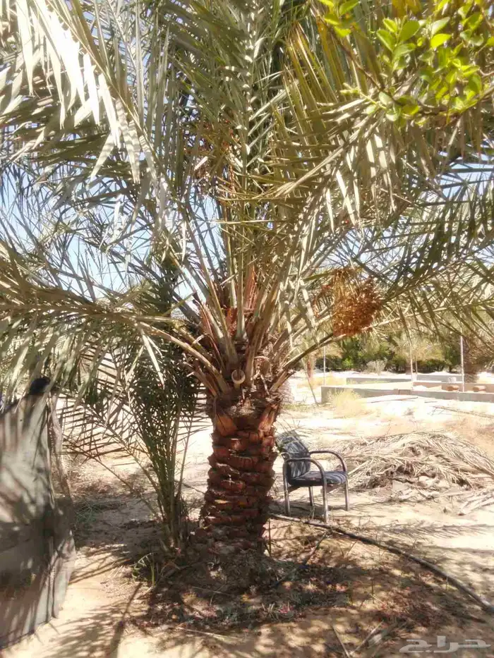 يوجد لدينا نخيل خلاص وانواع مشكله احجام ممتازه وإنتاج فاخر 0