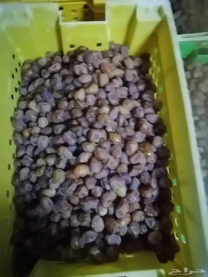 ضميد تمر فاخر سكري وونان وبرحي و خلاص وزن 3كيلو 1