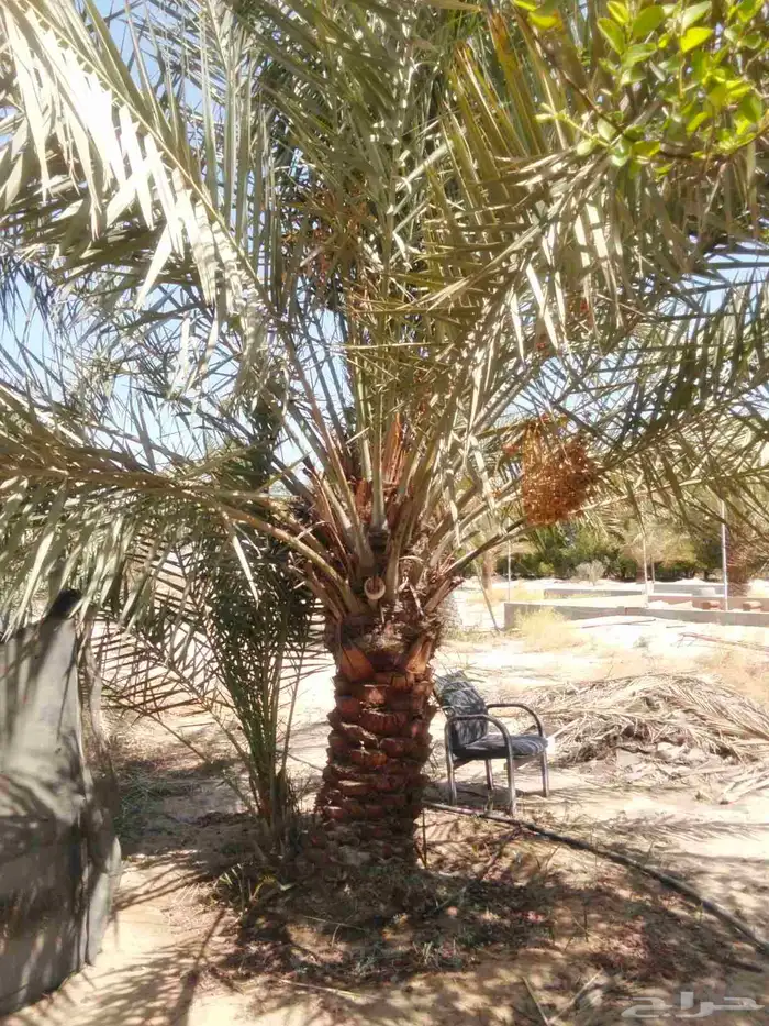 يوجد لدينا نخيل خلاص وانواع مشكله احجام ممتازه وإنتاج فاخر 1