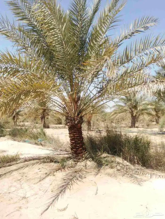 يوجد لدينا نخيل خلاص وانواع مشكله احجام ممتازه وإنتاج فاخر 3