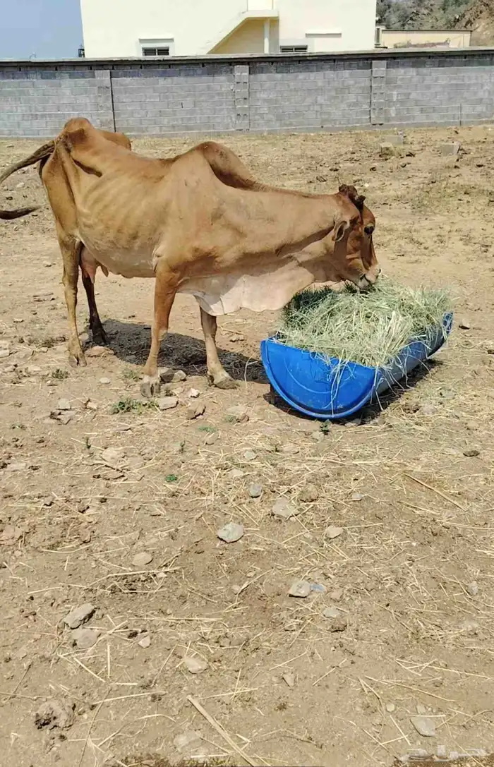 بقره رعويه متبع 1